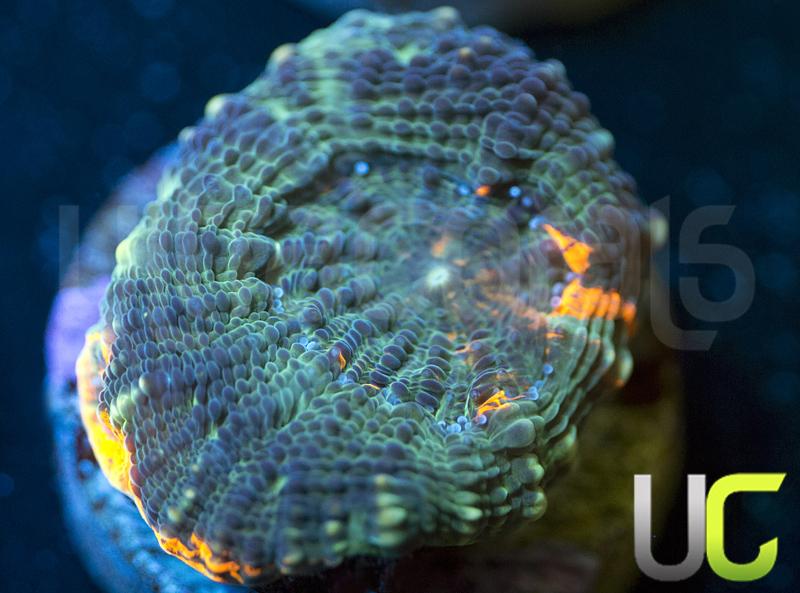 UC The Ring Echinata
