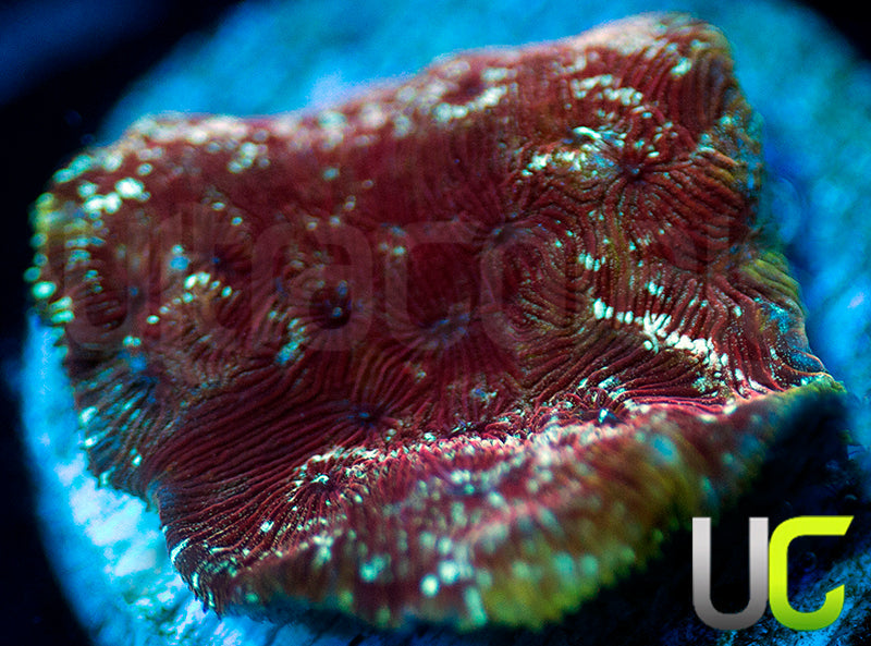 UC Mesozoic Lepto