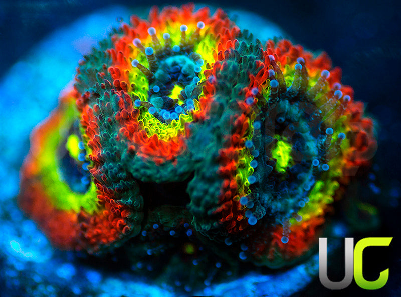 BigR Holy Grail Micro Amakusensis