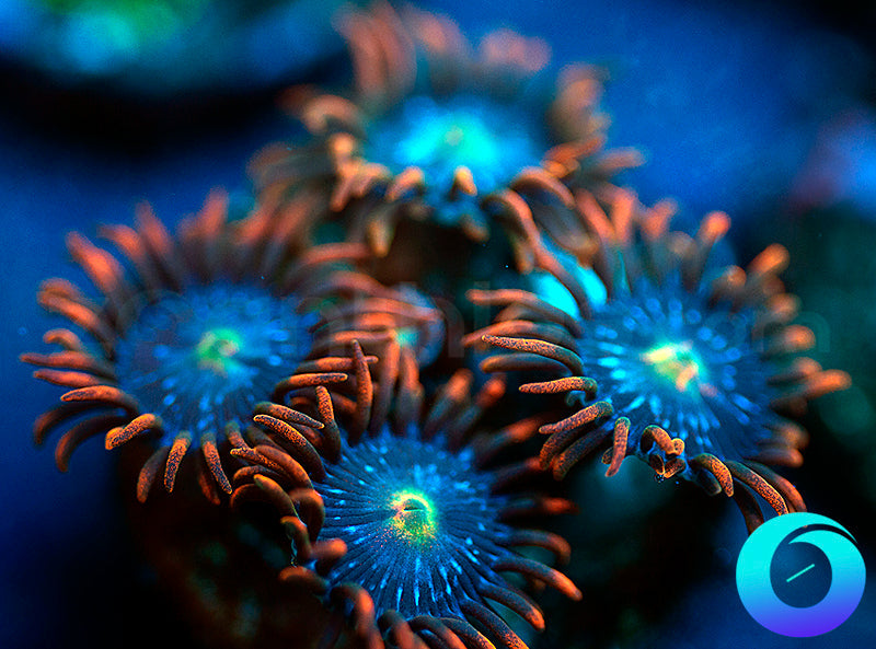 Fire and Ice