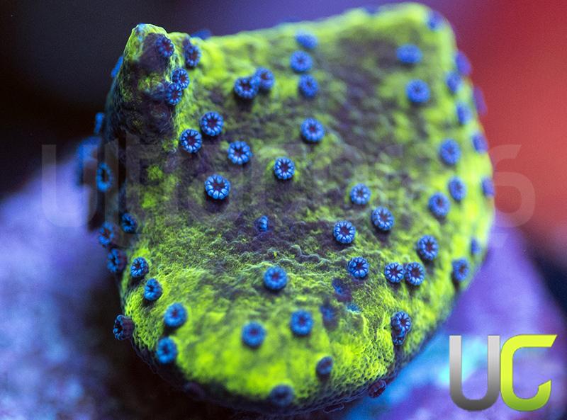 UC Blue Polka Dot Bikini Monti