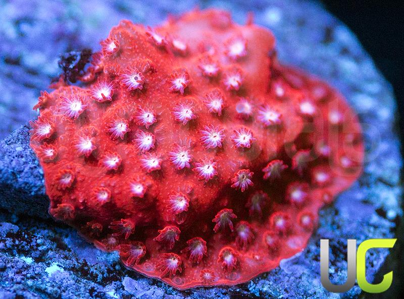 JF Scarlet Fever Stylo