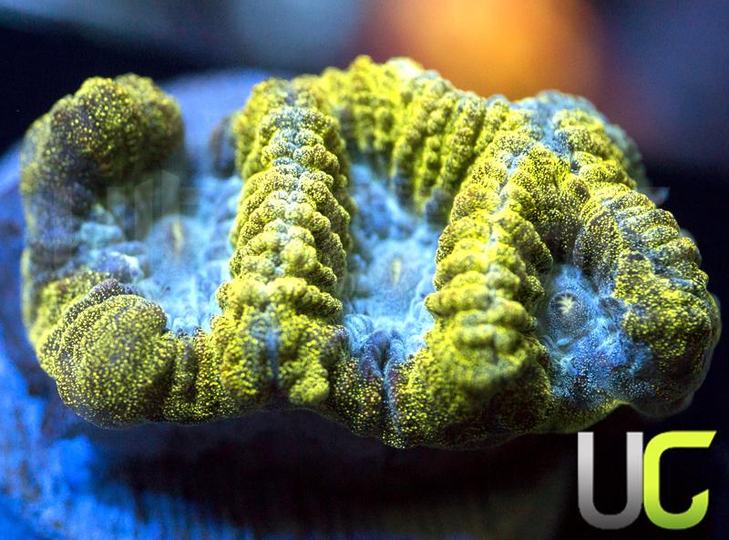 UC Night King Favia