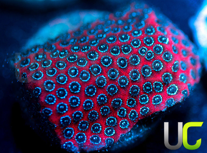 Darth Maul Porites
