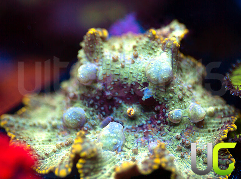 UC Lemon Disco Bounce Mushroom