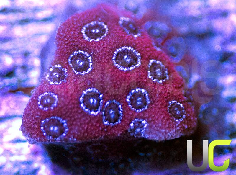 Darth Maul Porites