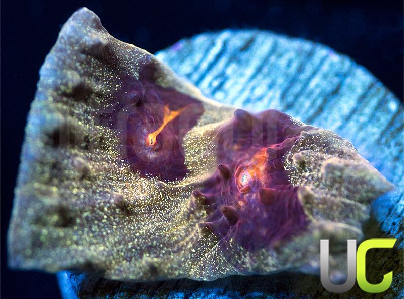 UC Andromeda Chalice