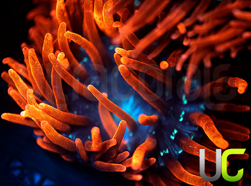 Black Widow Anemone