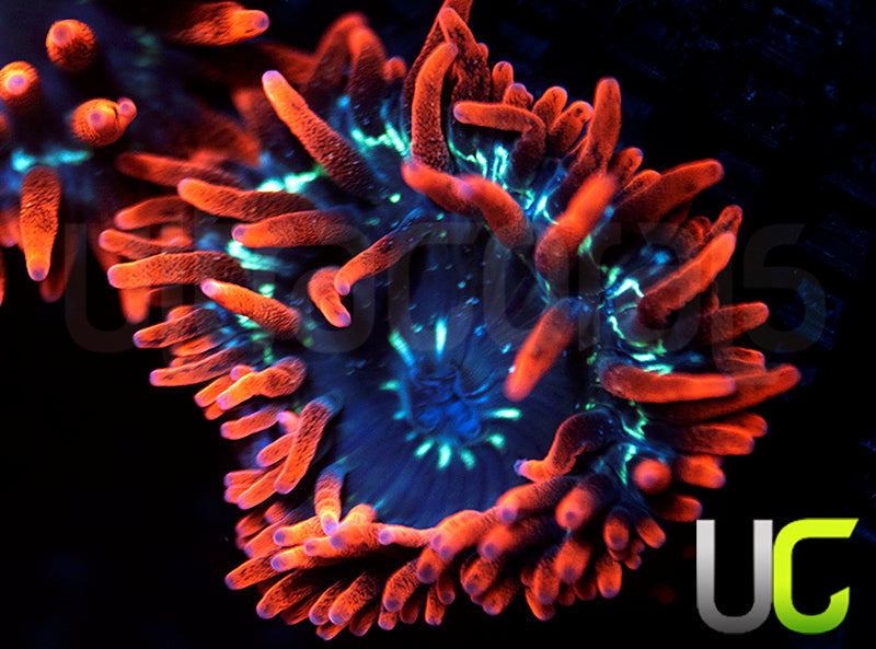Black Widow Anemone