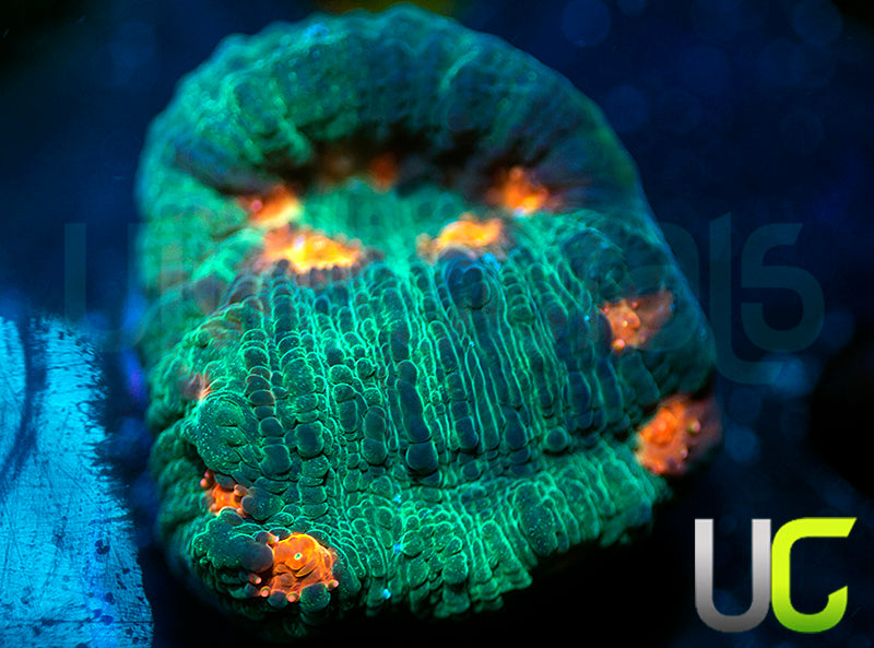 UC Mega Monster Mycedium Chalice