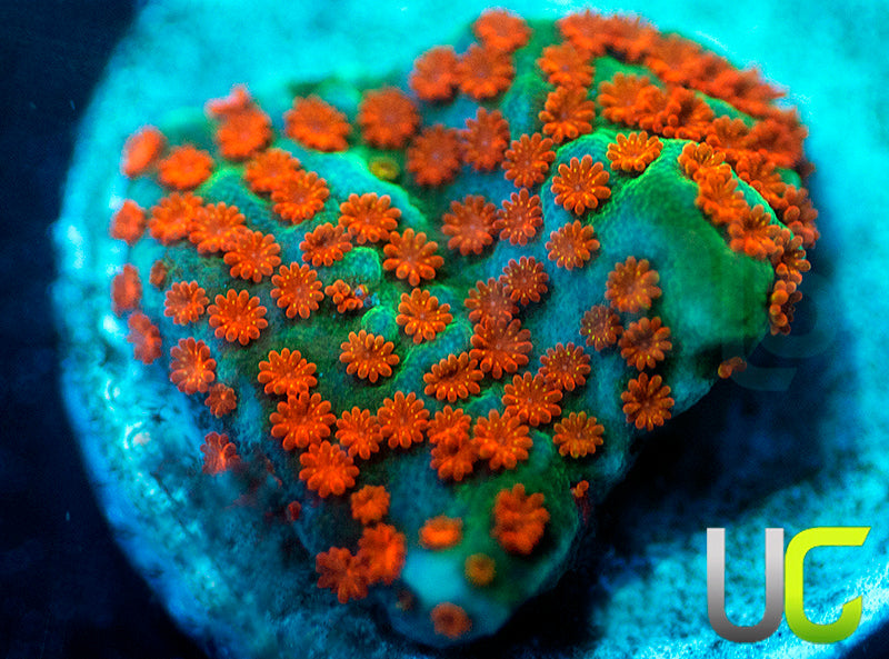 JF Aquaman Monti