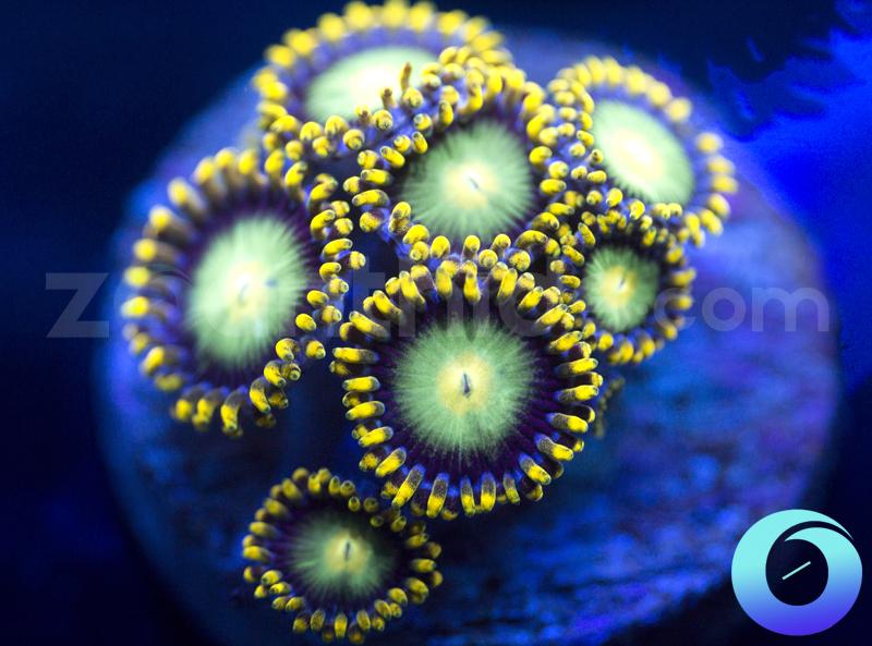 Radioactive Dragons Eye
