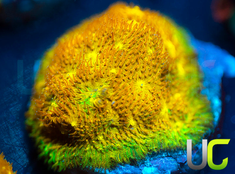 Yellow Yutz Psammocora