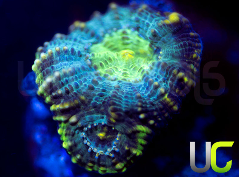 UC The Ring Echinata
