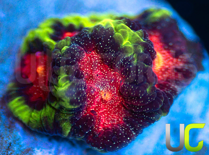 UC Genesis Favites