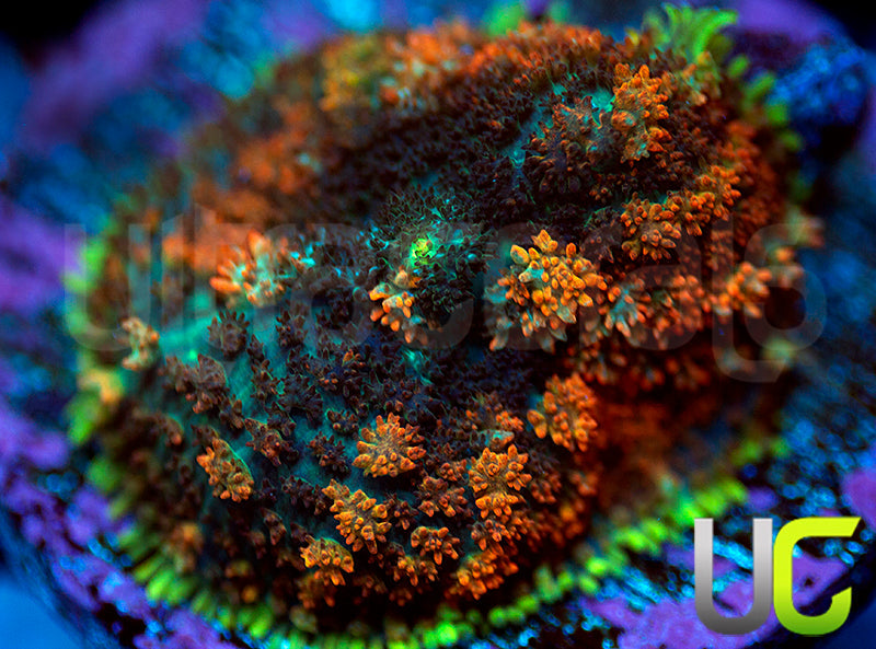 UC Citrus Cushion Mushroom