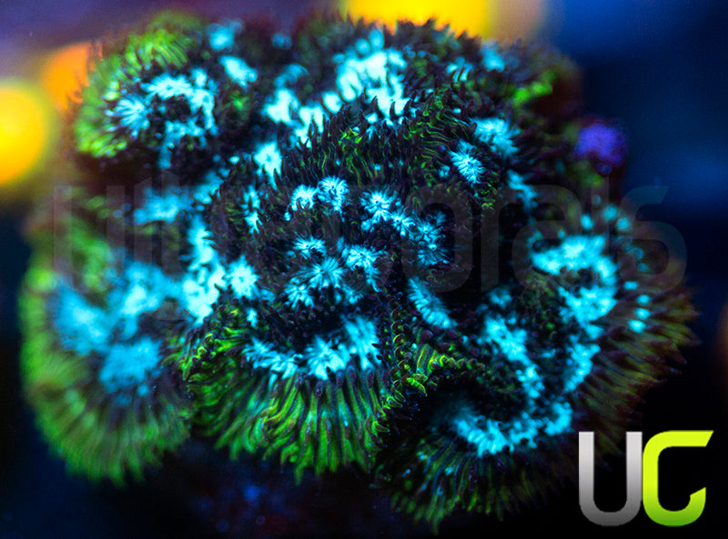 UC Electro Lepto