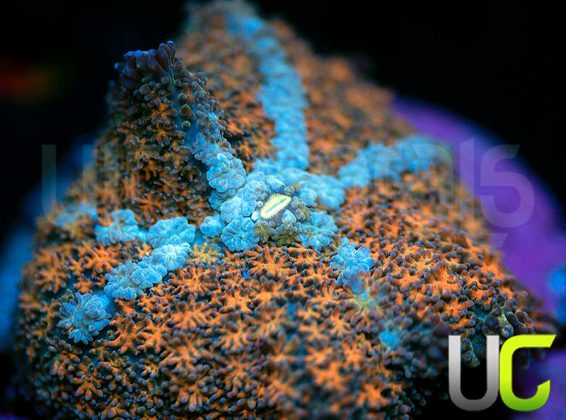 UC Sputnik Mushroom