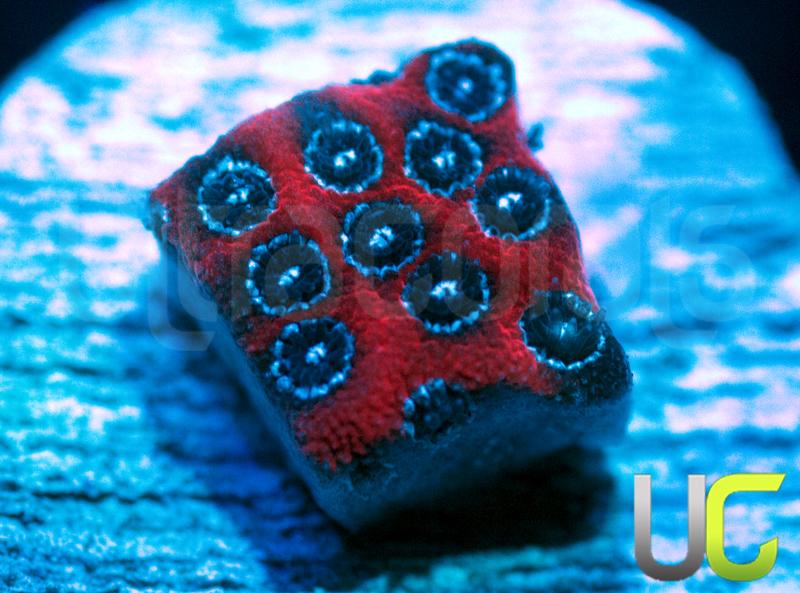 Darth Maul Porites