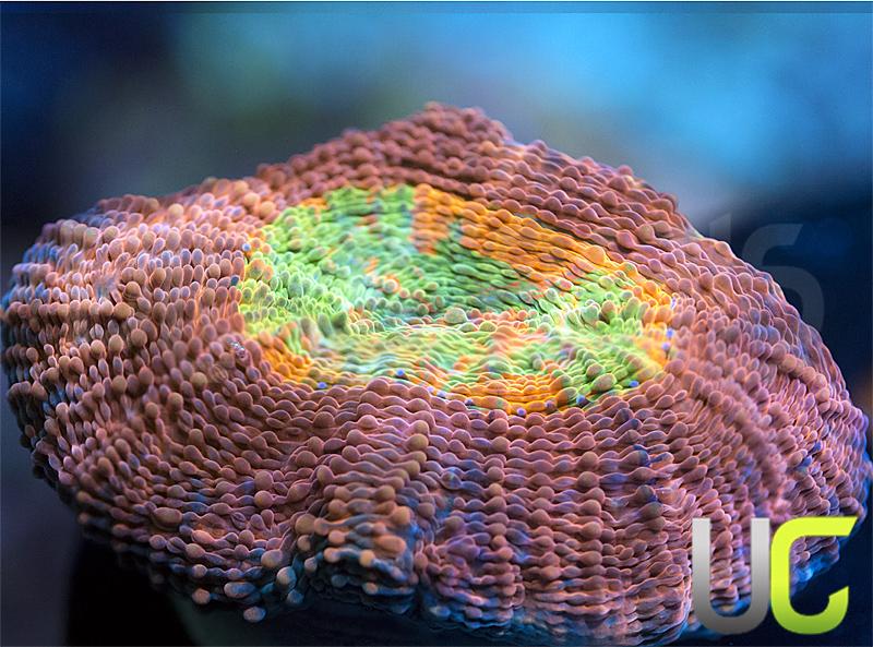 NEW Release Psylocke Acan Echinata