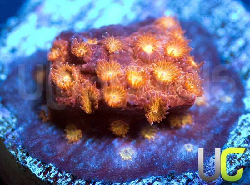 UC Hot Head Cyphastrea