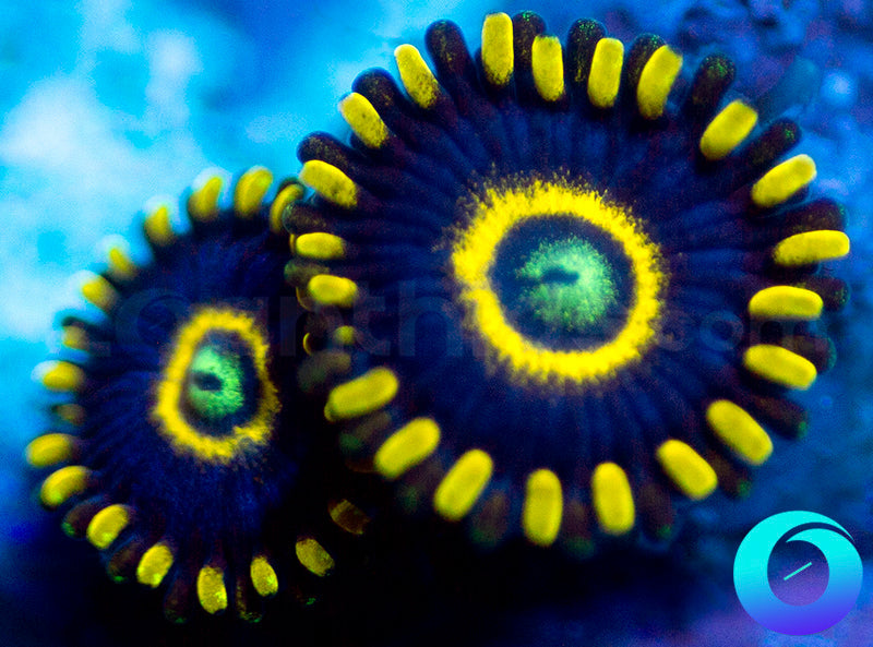 Blue Hornets