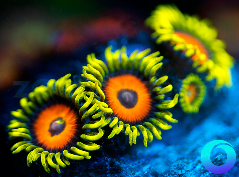 Super Sunflowers