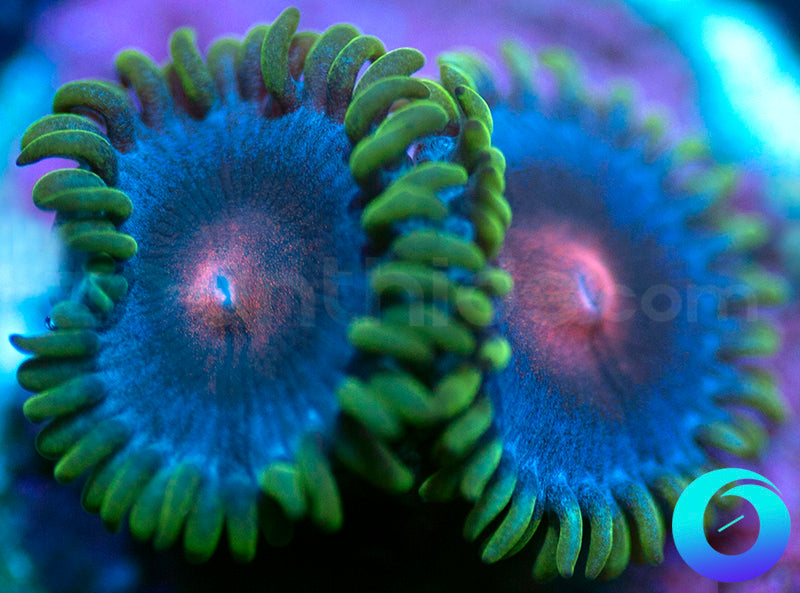 Blue Kiss