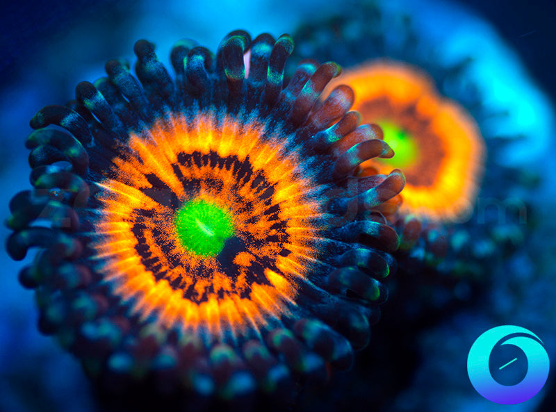 Neon Nights