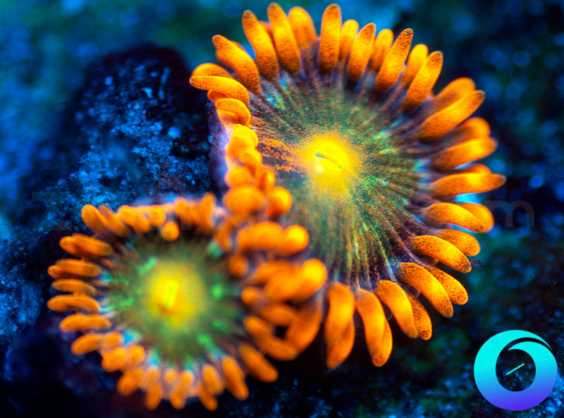 Solar Fusion