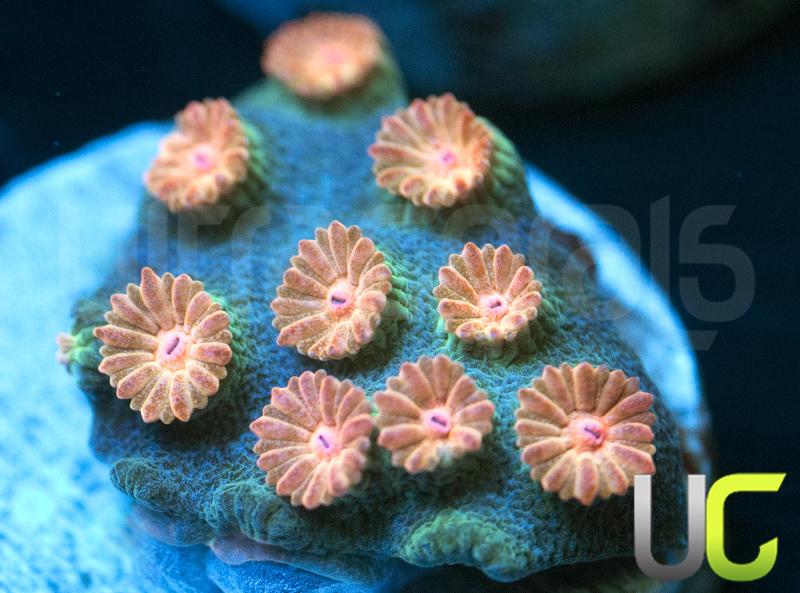 Meteor Shower Cyphastrea