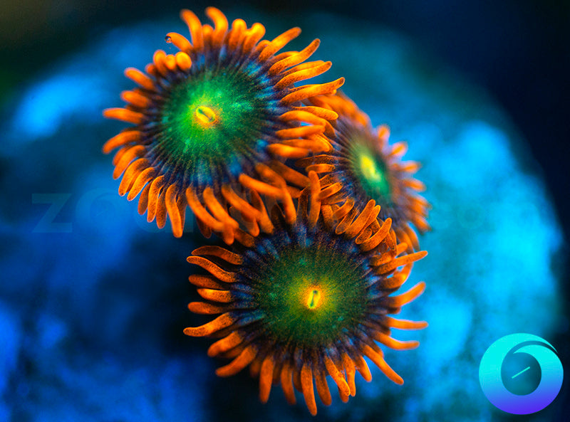 Solar Fusion
