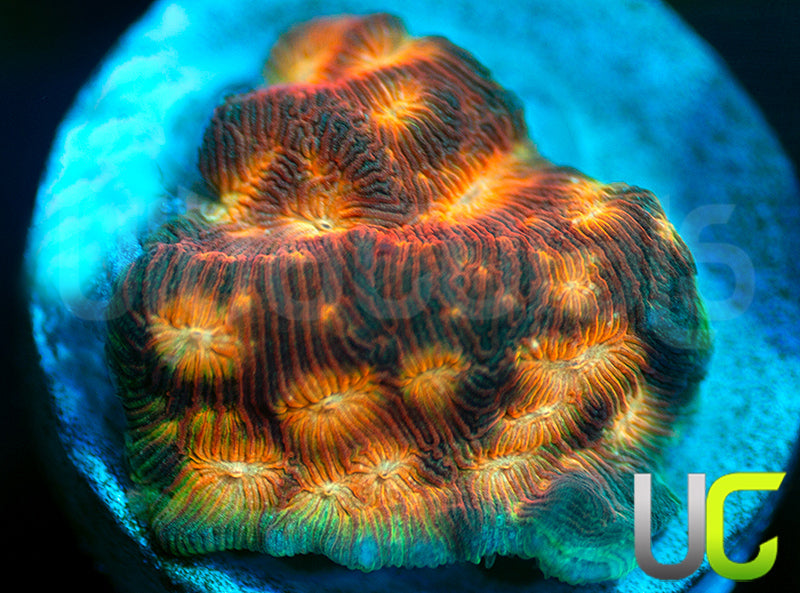 UC Plutonium Lepto
