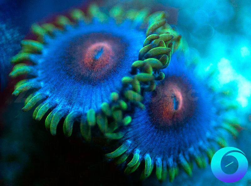 Blue Kiss