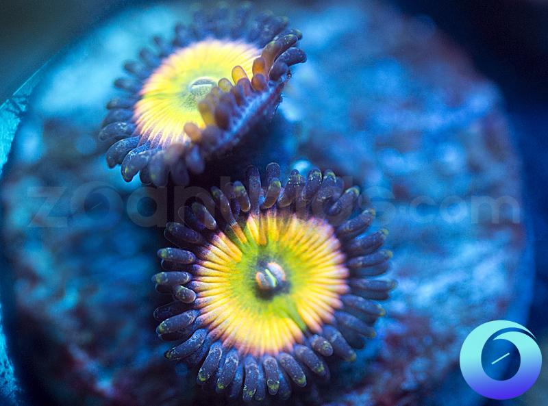 SC Orange Rainbow