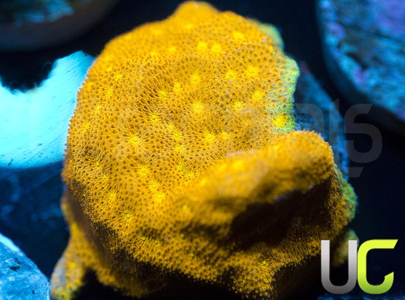 Yellow Yutz Psammocora
