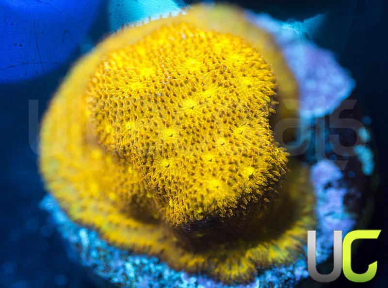 Yellow Yutz Psammocora