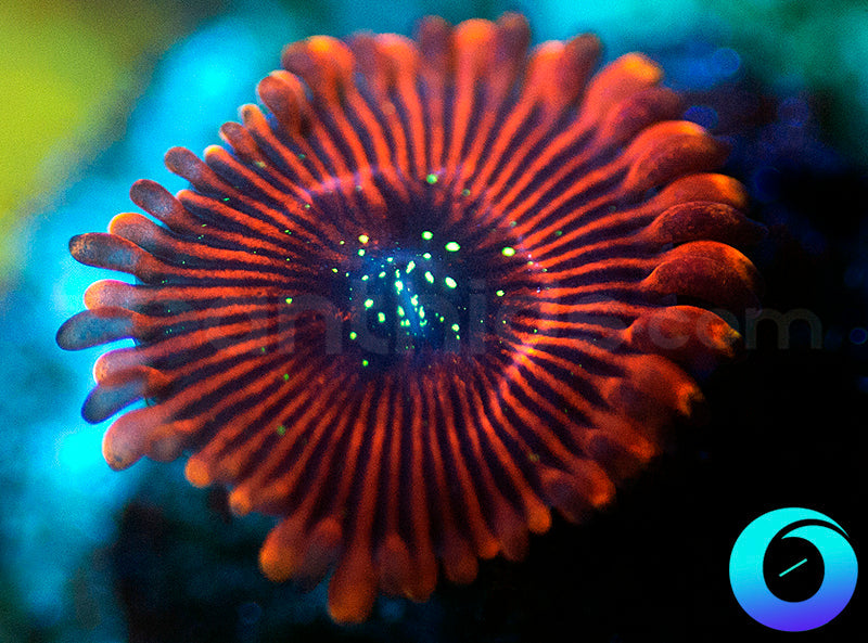 Magician PE