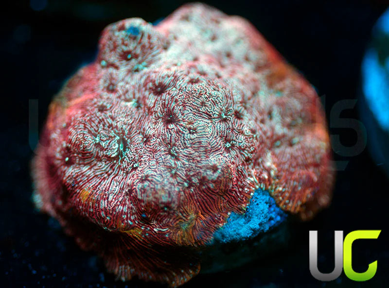 UC Mesozoic Lepto