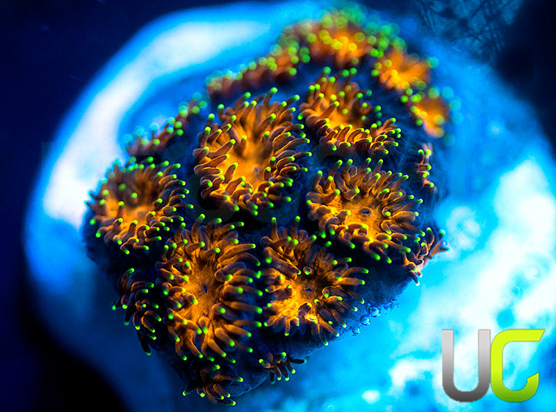UC Lightning Tip Leptastrea