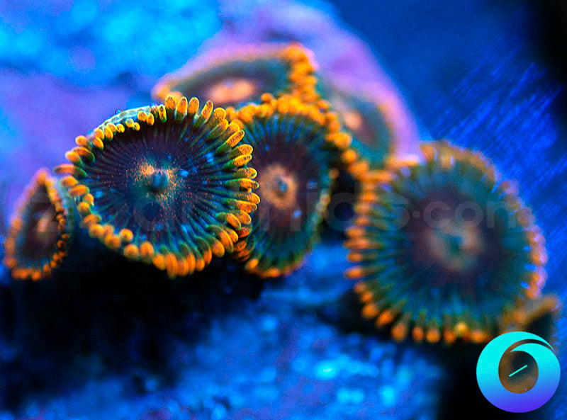 Ultraviolets