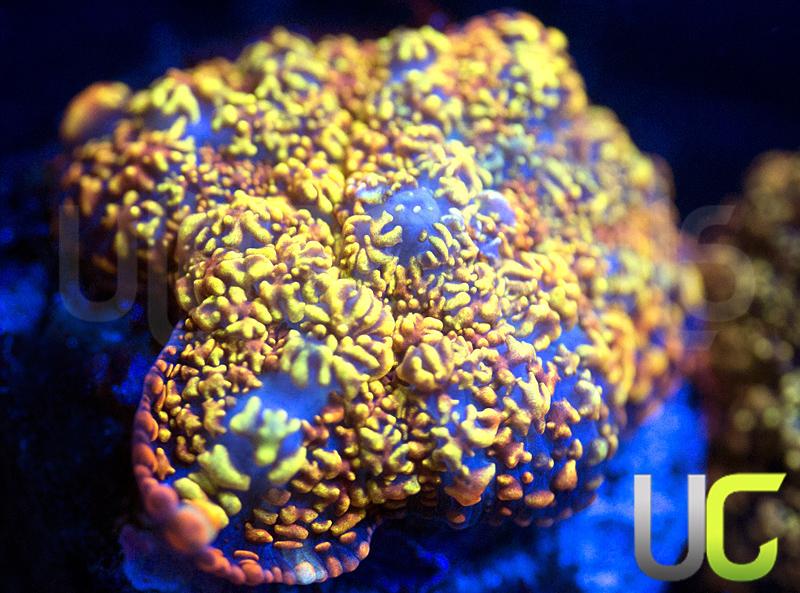 UC Wario Mushroom