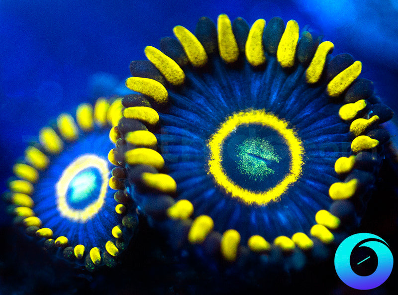 Blue Hornets