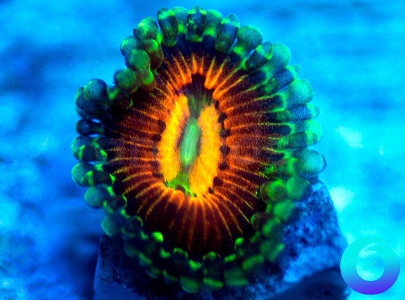 Rainbow Incinerators