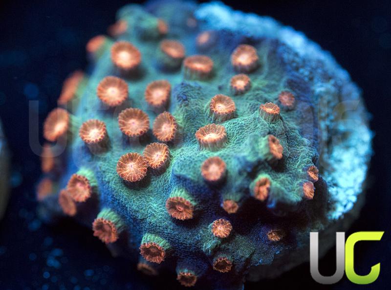 Meteor Shower Cyphastrea