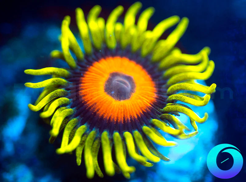 Super Sunflower