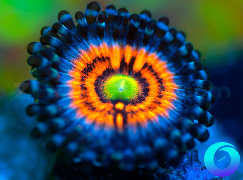 Neon Night