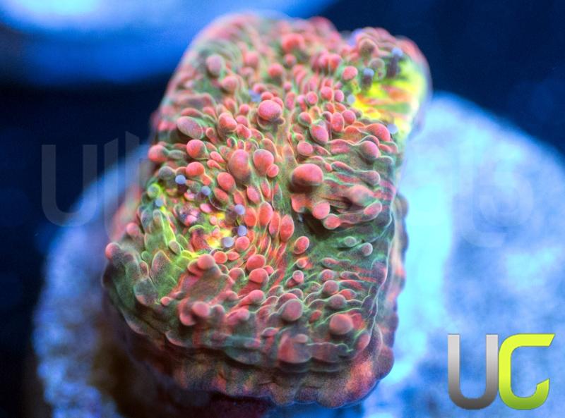 NEW RELEASE UC Invincibility Chalice