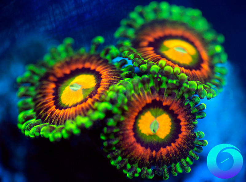 Rainbow Incinerators