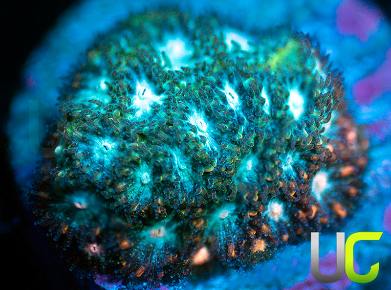 Rainbow Leptastrea
